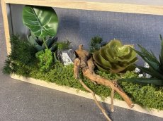 画像3: 多肉を使った箱庭風アレンジメント (3)