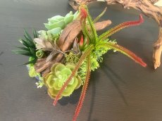 画像3: フェイク多肉植物寄せ植え風アレンジ (3)