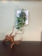 画像2: フェイクグリーンアレンジ　壁掛け (2)