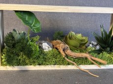 画像1: 箱庭風フェイク植物のアレンジメント (1)