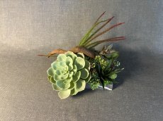 画像2: 本物そっくりの多肉植物と流木のアレンジメント (2)